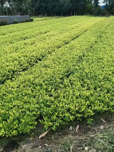 米乐m6官网：网球拍内柄皮如何清理